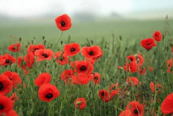 Remembrance Sunday 10th November 2024