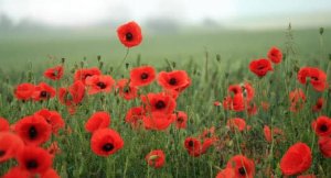 Remembrance Sunday 10th November 2024